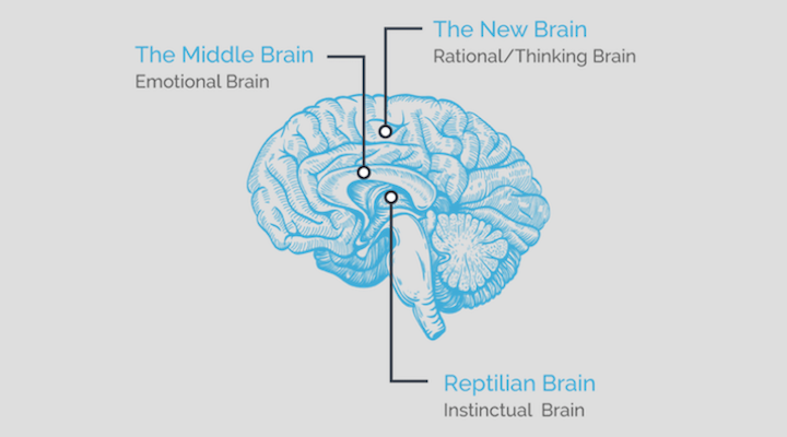 Are you marketing to all 3 parts of your users’ brain?