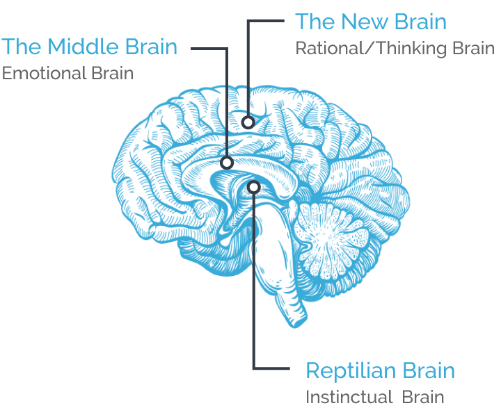 hellonextstep-brain-diagram